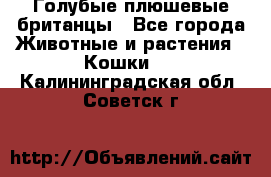 Голубые плюшевые британцы - Все города Животные и растения » Кошки   . Калининградская обл.,Советск г.